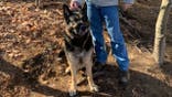 Thomas Walsh and his 5-year-old German Shepherd, Diesel, helped rescue a man who fell through the ice Wednesday.