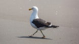 A Southern Black-Backed Gull (Kelp Gull, Dominican Gull, Larus dominicanus) walks along Piha Beach on New Zealand’s North Island.