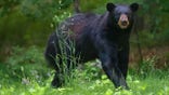 Bear in tall grass