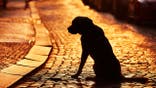 Silhouette of the dog on the street at sunset.