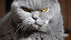 Cat attacks pilot on flight to Qatar, forces plane to divert back to airport