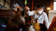 Japanese man in Fukushima rescues cats, other animals abandoned in nuclear zone