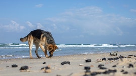 Oil spill into Mediterranean may have Iran connection, Israel says