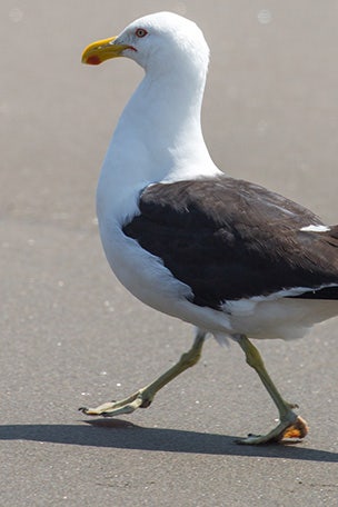 Man’s seagull stunt ENRAGES animal rights supporters