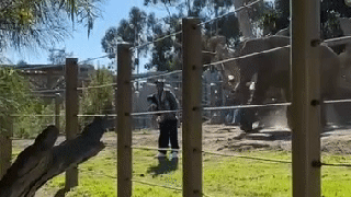 San Diego father faces child cruelty charge for zoo elephant enclosure trespass: see the video
