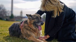 Biden’s German shepherds sent back to Delaware after incident at White House: report