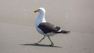 Man who grabbed fry-stealing seagull amuses TikTok, enrages animal rights supporters