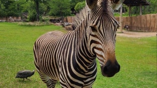 Zebra at zoo suffers head injury, dies