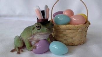 Cadbury announces 2021 'Bunny' as Betty the frog from Florida