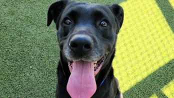 Tampa rescue dog had bullet in its abdomen