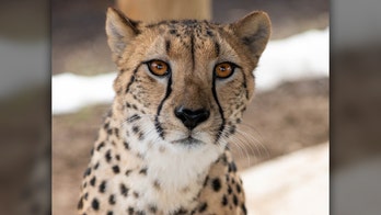 Cheetah attacks Ohio zookeeper, scent of other animals likely triggered the cat