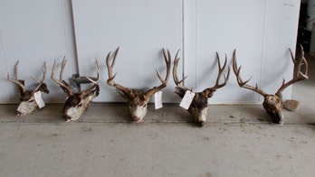 Colorado man gets lifetime hunting ban for poaching in multiple counties: 'His violations are among the worst'