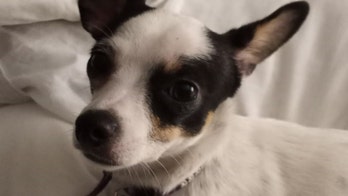 Dog survives fire, 2 weeks alone before being reunited with owner