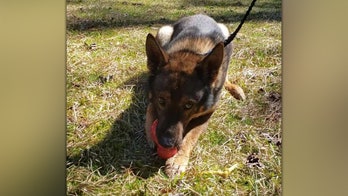 North Carolina police officer resigns over disturbing K-9 video