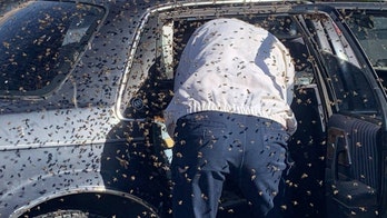 Bees swarm car parked at New Mexico supermarket before firefighter removes them