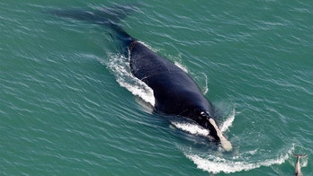 Endangered right whale found dead off South Carolina beach
