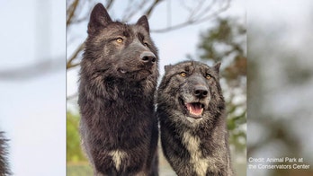 North Carolina sanctuary worker attacked by wolves, same preserve where lion killed intern in 2018