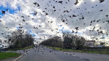 Flock of birds surrounds car in breathtaking photo