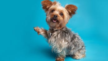 Pet dog returned home after being stolen 13 years ago