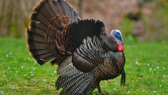 Turkey storms into and destroys dentist's office