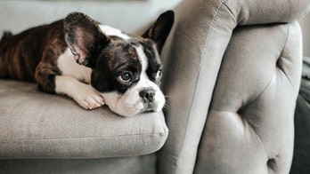 French bulldog owners are afraid for their dogs after high profile dognapping
