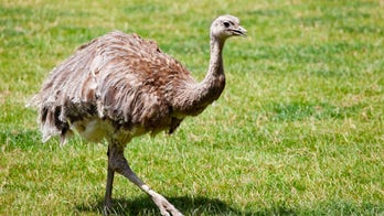 English housing estate invaded by flock of 'road runners'