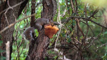 Another pizza-loving squirrel caught eating in a tree adds to growing documented incidents