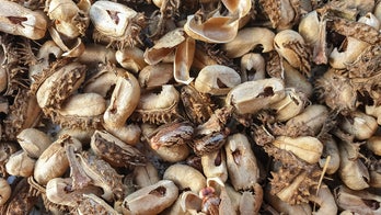 Ex-Massachusetts biotech firm director allegedly lied to FBI about buying castor beans to extract toxin ricin