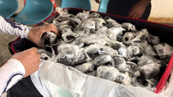 Galapagos Islands airport: 185 baby giant tortoises found wrapped in plastic and stuffed in suitcase