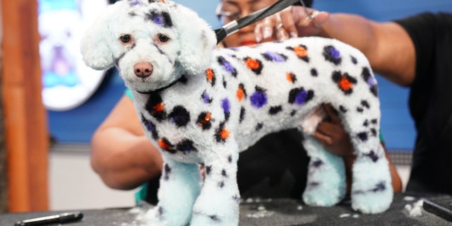 The Rebel Wilson dog grooming competition series features the nation's top creative groomers.