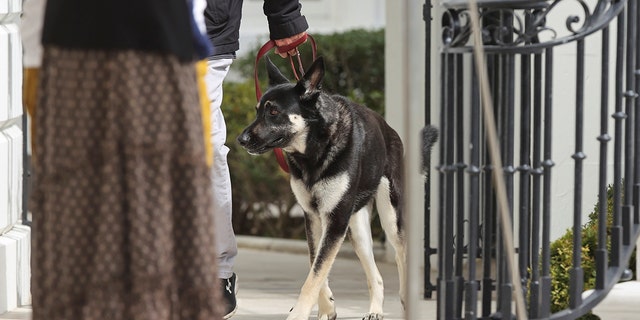 President Biden's pet, a German Shepard dog named Major, is walked on a leash by the South Portico of the White House minutes before the president departs for travel to Ohio from the White House in Washington, March 23, 2021. REUTERS/Jonathan Ernst