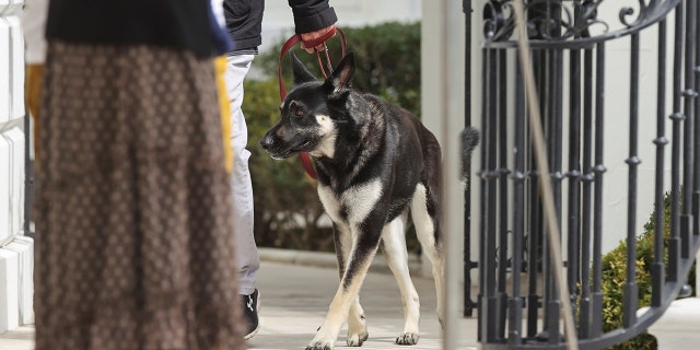 U.S. President Joe Biden's pet, a German Shepard dog named Major, is shown here being walked on a leash by the South Portico of the White House in March.
