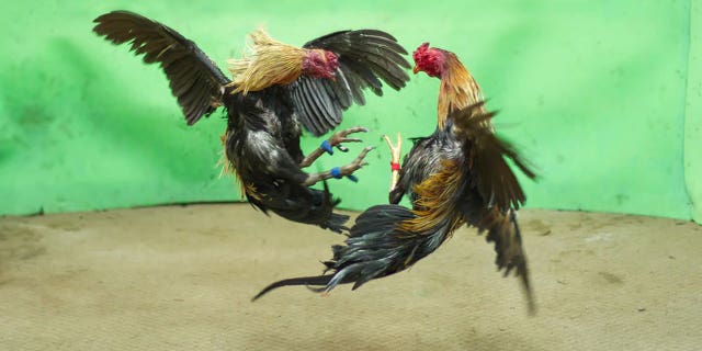 A man was killed by a rooster with a blade tied to its leg during an illegal cockfight in southern India, police said, bringing focus on a practice that continues in some Indian states despite a decades-old ban.