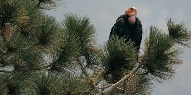 In this Thursday, July 10, 2008, file photo, a California condor is perched atop a pine tree in the Los Padres National Forest, east of Big Sur, Calif. A California wildfire that began Wednesday, Aug. 19, 2020, has destroyed a sanctuary for the endangered California condor in the Los Padres National Forest. AP Photo/Marcio Jose Sanchez, File