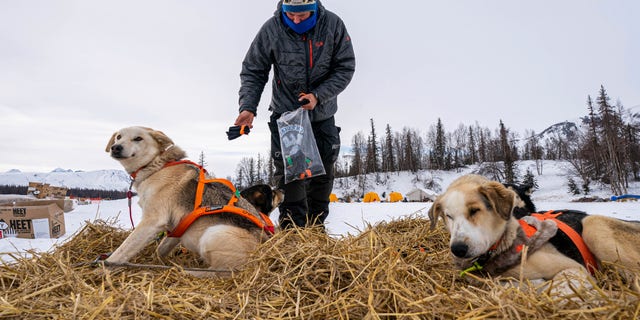Joar Leifseth Ulsom puts booties on his dogs before leaving the Finger Lake checkpoint on Sunday, March 14, 2021, during the Iditarod, in Alaska. (Loren Holmes/Anchorage Daily News via AP, Pool)