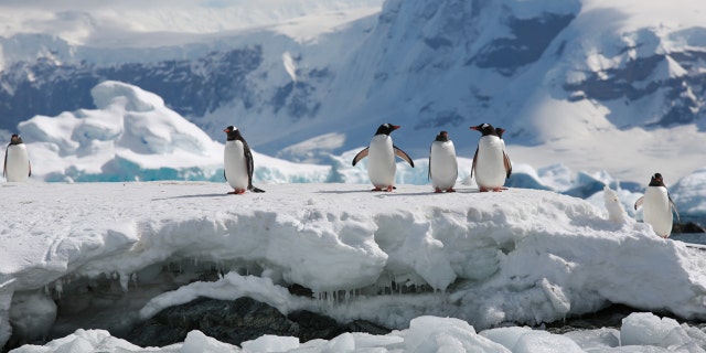 Passengers aboard the 17-night solar eclipse cruise from Silversea Cruises and Classic Journeys will visit Antarctica and will be able to kayak, hike, explore and see wildlife on the continent and its islands.