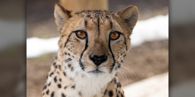 Isabelle, a 4-year-old cheetah, attacked a zookeeper at the Columbus Zoo on Thursday. 