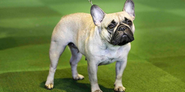 French bulldogs are continuing to "skyrocket in popularity," the American Kennel Club announced. (AP Photo/Seth Wenig, File)