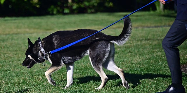 An aide walks the Bidens' dog Major on the South Lawn of the White House in Washington, D.C., on March 29, 2021. (Photo by JIM WATSON/AFP via Getty Images)