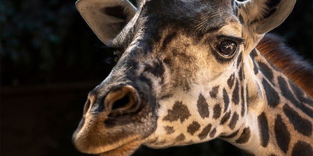 This Oct. 25, 2019 photo provided by the Los Angeles Zoo shows Hasina a Masai giraffe at The Los Angeles Zoo. (Jamie Pham/The Los Angeles Zoo via AP)