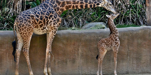 This Oct. 17, 2019 photo photo provided by the Los Angeles Zoo shows Masai giraffe, Hasina and her giraffe calf at their enclosure in The Los Angeles Zoo. (Tad Motoyama/The Los Angeles Zoo via AP)