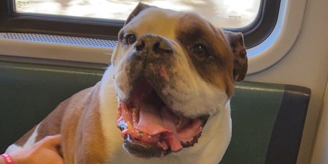 Sampson, an 8-year-old English bulldog ran off from his owner, Mike Francow, last week and was found near some train tracks.