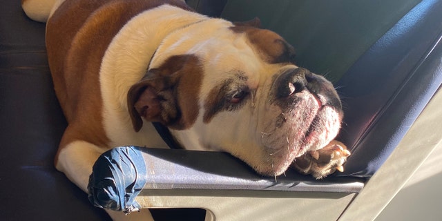 Sampson was finally reunited with his owner, Mike Francow, after LIRR crew members posted pictures of the pooch online.