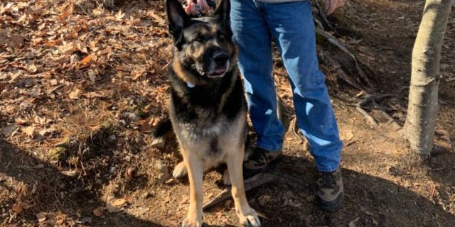Walsh and others are praising the dog as a "hero" for ensuring the man got help.
