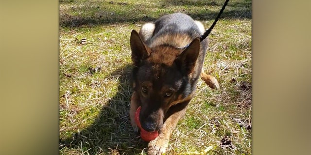 Zuul, le K-9 représenté dans la vidéo de la police. 