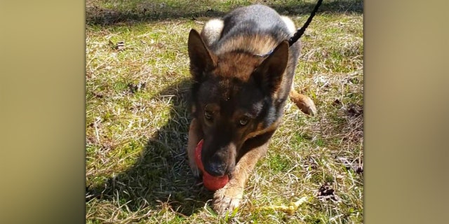 Zuul, the K-9 depicted in the police video.