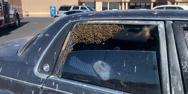 Bees swarm car parked at supermarket before firefighter removes them - Fox News
