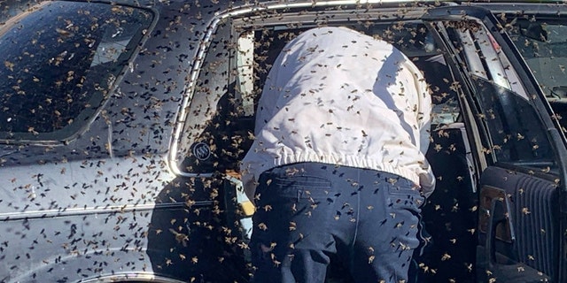 According to the fire department, there were about 15,000 bees in the car.