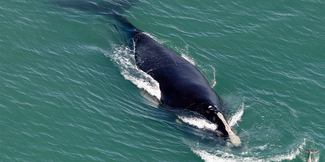 Les écologistes craignent que les baleines noires de l'Atlantique Nord se rapprochent de l'extinction.  Les experts estiment que moins de 400 survivent.