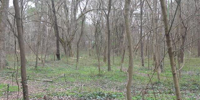 The Browns Mill food forest land. (Source/FNC Jayla Whitfield) 